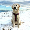 animal, clouds, cold, dog, field, fur, golden_retriever, grass, harness, horizon, landscape, nose, outdoors, paws, pet, portrait, sitting, sky, snow, winter