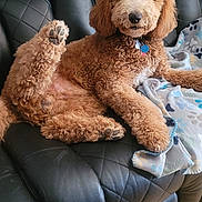 Max is registered to the contest to win money with this photo: animal, blanket, brown_dog, canine, companion, couch, curly_fur, dog, floor, furniture, home, indoor, leather_couch, living_room, paw, pet, poodle, portrait, relaxed, wood_floor