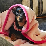 Tilly joined the competition — help win amazing prizes! dog, blanket, pink, couch, pet, cozy, small_dog, fur, collar, indoor, resting, comfort, cute, animal, home, relaxed, face, ears, paw, textile