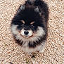 Aston participe au concours pour gagner de l'argent avec cette photo : puppy, dog, fluffy, black_and_white, fur, cute, pet, outdoor, pebbles, ground, animal, small, young, adorable, looking_up, nature, canine, companion, friendly, curious