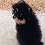 Aston a rejoint le concours — aidez-le/la à gagner de superbes lots ! puppy, dog, fluffy, black, tan, sitting, outdoor, concrete, step, gravel, curious, looking_back, fur, small, pet, animal, cute, young, nature, daylight
