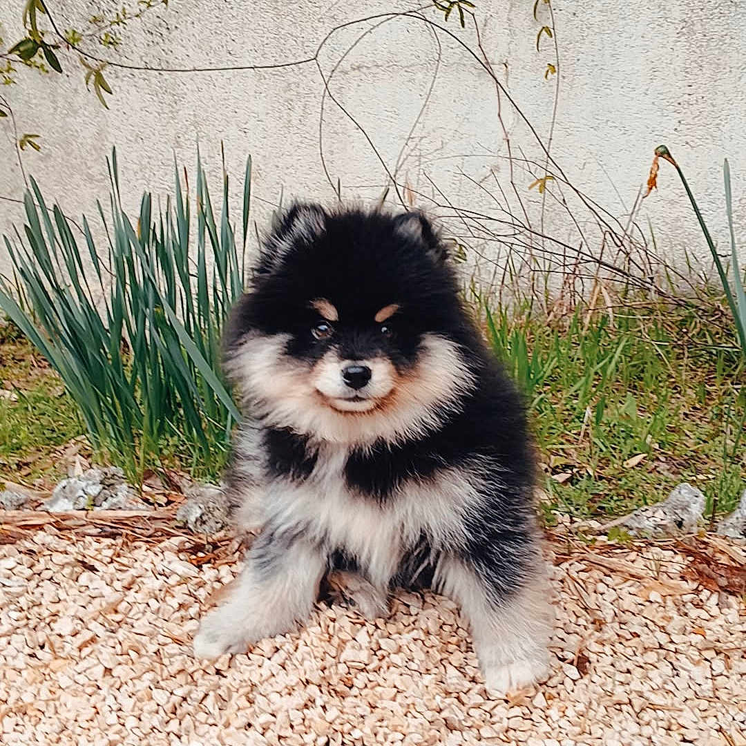 Aston a rejoint le concours — aidez-le/la à gagner de superbes lots ! adorable, animal, black_and_white, cute, dog, fence, fluffy, fur, garden, grass, nature, outdoor, pet, plants, puppy, sitting, small, stones, wall, young