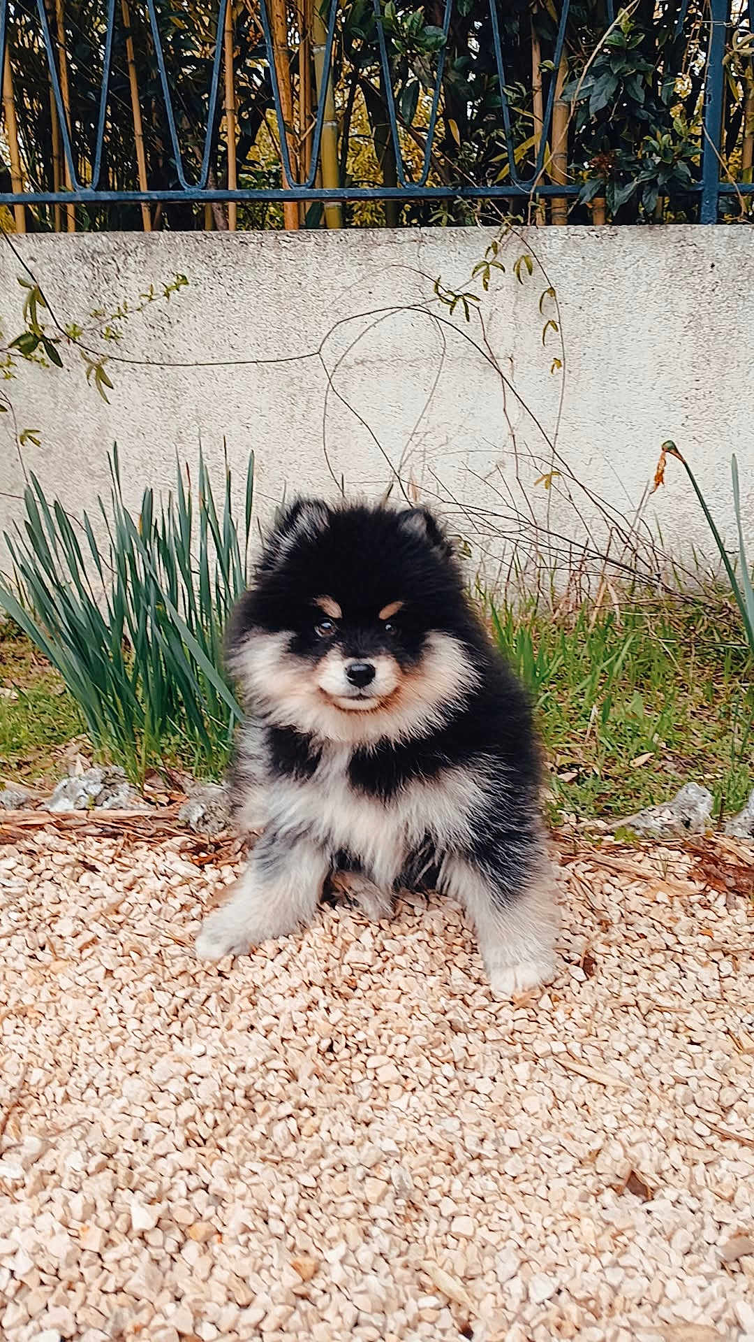Aston a rejoint le concours — aidez-le/la à gagner de superbes lots ! puppy, dog, fluffy, black_and_white, outdoor, grass, stones, fence, wall, plants, cute, pet, nature, sitting, fur, young, animal, small, adorable, garden