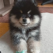 Aston participe au concours pour gagner de l'argent avec cette photo : puppy, dog, fluffy, black_and_white, toy, rope_toy, indoor, carpet, pet, cute, animal, playful, young_dog, fur, sitting, looking_at_camera, home, floor, adorable, companion
