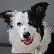 Vixen a rejoint le concours — aidez-le/la à gagner de superbes lots ! dog, black_and_white, happy, smiling, tongue_out, pet, animal, close_up, portrait, ears, fur, collar, indoor, canine, friendly, looking_at_camera, cute, domestic_animal, face, nose
