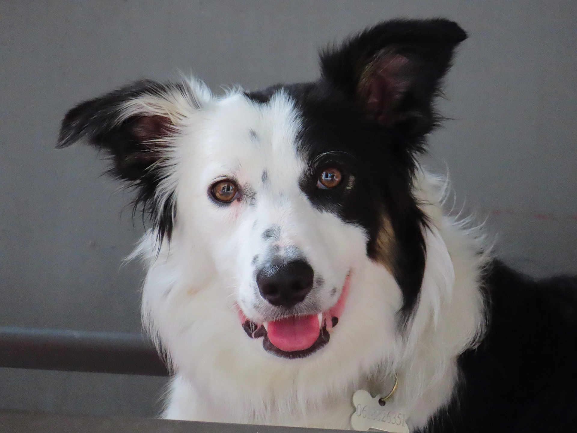 Vixen a rejoint le concours — aidez-le/la à gagner de superbes lots ! dog, black_and_white, happy, smiling, tongue_out, pet, animal, close_up, portrait, ears, fur, collar, indoor, canine, friendly, looking_at_camera, cute, domestic_animal, face, nose