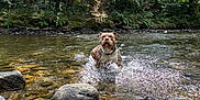 Bosco a rejoint le concours — aidez-le/la à gagner de superbes lots ! dog, water, stream, forest, rocks, nature, outdoor, splashing, animal, canine, greenery, river, playful, sunlight, trees, wet, summer, fresh, wildlife, adventure
