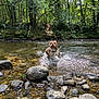 dog, water, stream, forest, rocks, nature, outdoor, splashing, animal, canine, greenery, river, playful, sunlight, trees, wet, summer, fresh, wildlife, adventure