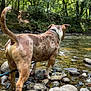 Bosco participe au concours pour gagner de l'argent avec cette photo : dog, river, rocks, water, forest, trees, outdoor, nature, animal, canine, greenery, stream, wildlife, pets, walking, adventure, summer, daylight, scenery, leash
