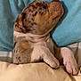 Bosco a rejoint le concours — aidez-le/la à gagner de superbes lots ! puppy, dog, sleeping, bed, blanket, pillow, cozy, cute, animal, pet, resting, nap, fur, domestic_animal, young, indoor, comfort, relaxation, brown_spots, white_paws