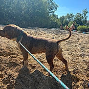 Bosco participe au concours pour gagner de l'argent avec cette photo : dog, leash, sand, beach, trees, sunlight, shadow, sky, people, outdoor, summer, relaxing, nature, water, greenery, canine, sunny, vacation, recreation, animal