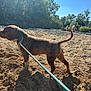 dog, leash, sand, beach, trees, sunlight, shadow, sky, people, outdoor, summer, relaxing, nature, water, greenery, canine, sunny, vacation, recreation, animal