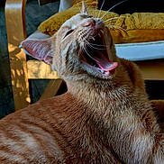 Mowgli a rejoint le concours — aidez-le/la à gagner de superbes lots ! cat, ginger_cat, black_cat, yawning, whiskers, feline, pet, indoor, chair, cushion, furniture, relaxing, animal, close_up, mouth_open, fur, home, natural_light, shadow, cozy