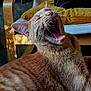 cat, ginger_cat, black_cat, yawning, whiskers, feline, pet, indoor, chair, cushion, furniture, relaxing, animal, close_up, mouth_open, fur, home, natural_light, shadow, cozy