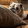 Pierohgi is registered to the contest to win money with this photo: animal, bulldog, close_up, couch, cozy, dog, home_interior, indoor, leather_couch, painting_in_background, pet, pillow, portrait, resting, sleepy, snout, textured_fabric, warm_lighting, white_bulldog, wrinkled_face