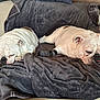 bandage, blanket, blanket_texture, bulldog, couch, cozy, cushion, dog, fur, indoor, pair, paw, pet, resting, sleeping, sofa, spot, tongue, white_fur, wrinkled_skin