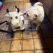 Pierohgi is registered to the contest to win money with this photo: bulldog, chair_wheel, cow_toy, cute, dog, indoor, inflatable_toy, kitchen, nose, office_chair_wheel, paw, pet, shadow, sniffing, sunlight, tile, tiled_floor, toy, white_bulldog, wooden_cabinet