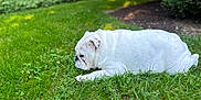 Magnolia joined the competition — help win amazing prizes! bokeh, bulldog, closeup, cute, dog, grass, greenery, lawn, mammal, nature, outdoor, pet, relaxation, resting, shrub, side_view, sleeping, summer, white_dog, wrinkled_face