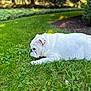 bokeh, bulldog, closeup, cute, dog, grass, greenery, lawn, mammal, nature, outdoor, pet, relaxation, resting, shrub, side_view, sleeping, summer, white_dog, wrinkled_face