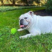Magnolia is registered to the contest to win money with this photo: ball, bokeh, bulldog, canine, closeup, dog, english_bulldog, grass, green_ball, lawn, mammal, outdoors, park, pet, playful, portrait, resting, tongue_out, toy, white_fur