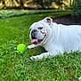 ball, bokeh, bulldog, canine, closeup, dog, english_bulldog, grass, green_ball, lawn, mammal, outdoors, park, pet, playful, portrait, resting, tongue_out, toy, white_fur