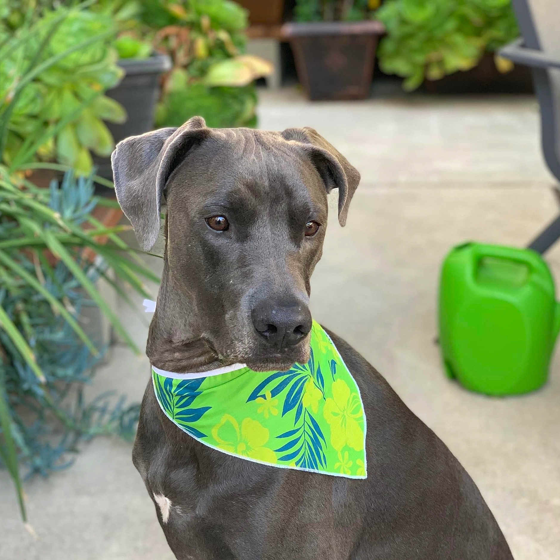 Kittle joined the competition — help win amazing prizes! animal, attentive, backyard, bandana, calm, canine, closeup, companion, dog, domestic_animal, floral_pattern, garden, gray_dog, green_bandana, nature, outdoor, pet, plants, portrait, summer