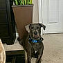 Kittle is registered to the contest to win money with this photo: animal, black, blue_collar, brown, carpet, dog, door, ears, face, furniture, great_dane, home, indoor, large_dog, laying_down, living_room, pet, plant, potted_plant, relaxed