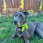 Kittle is registered to the contest to win money with this photo: animal, blurred_background, canine, collar, dog, domestic_animal, fence, garden, grass, gray_dog, green_bandana, nature, outdoor, pet, playful, relaxed, summer, sunlight, two_dogs, yard