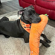 Kittle joined the competition — help win amazing prizes! dog, black_dog, plush_toy, carrot_toy, bandana, halloween, indoor, couch, red_couch, pet_bed, floor, wood_floor, playful, animal, pet, canine, resting, cozy, toy, cute