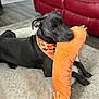 dog, black_dog, plush_toy, carrot_toy, bandana, halloween, indoor, couch, red_couch, pet_bed, floor, wood_floor, playful, animal, pet, canine, resting, cozy, toy, cute