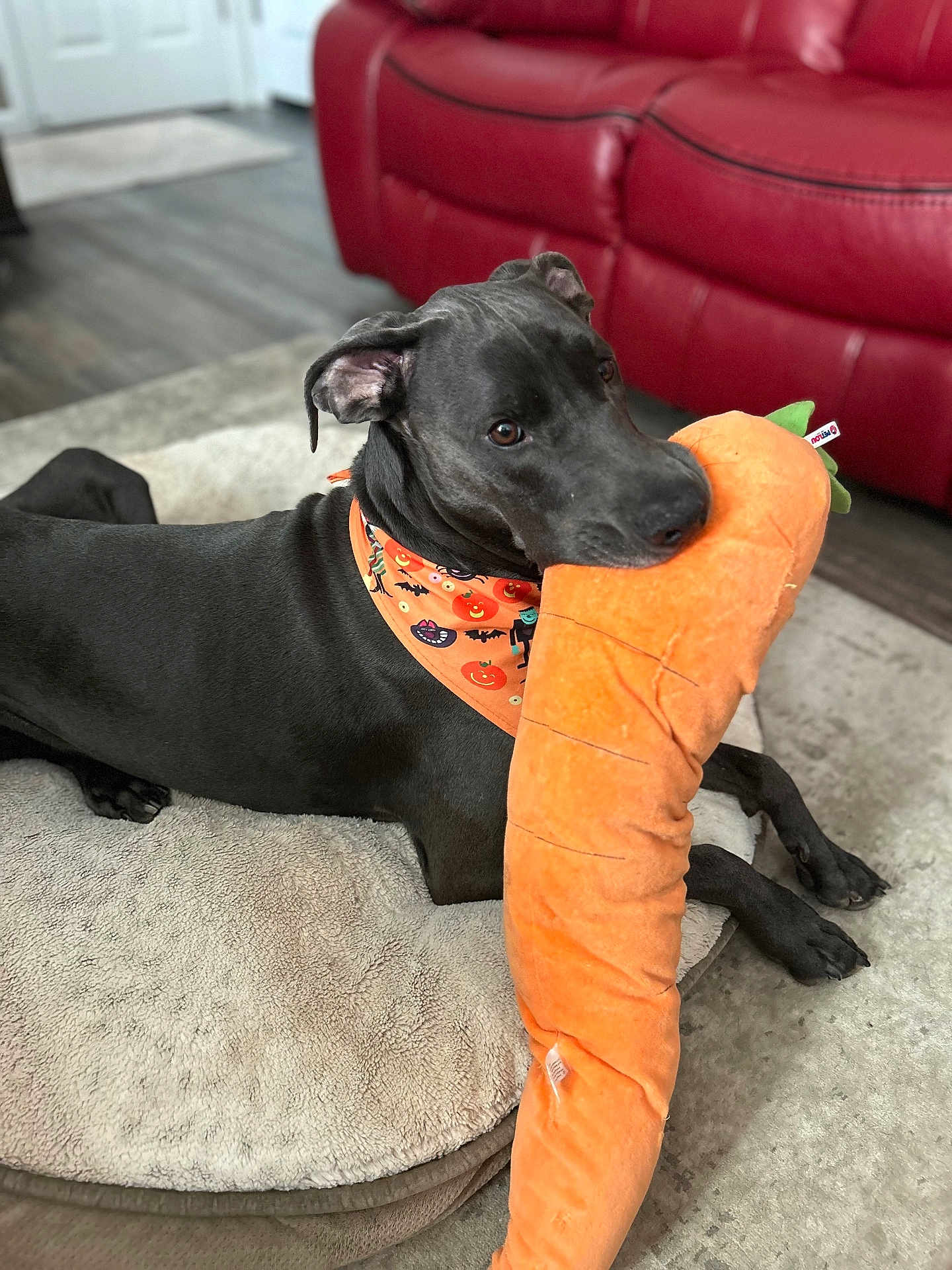 Kittle joined the competition — help win amazing prizes! dog, black_dog, plush_toy, carrot_toy, bandana, halloween, indoor, couch, red_couch, pet_bed, floor, wood_floor, playful, animal, pet, canine, resting, cozy, toy, cute