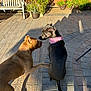 animal, backyard, bandana, black_dog, brown_dog, companion, dog, dogs, fence, garden, interaction, outdoor, patio, pavement, pet, plants, playful, potted_plants, shadow, sunlight