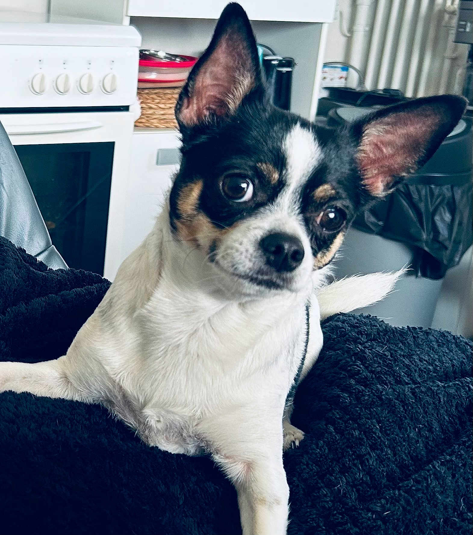 Vaya participe au concours pour gagner de l'argent avec cette photo : dog, chihuahua, pet, small_dog, close_up, indoor, blanket, black_and_white_markings, big_ears, wide_eyes, portrait, curious, resting, sofa, kitchen, home, domestic_animal, short_hair, cute, companion