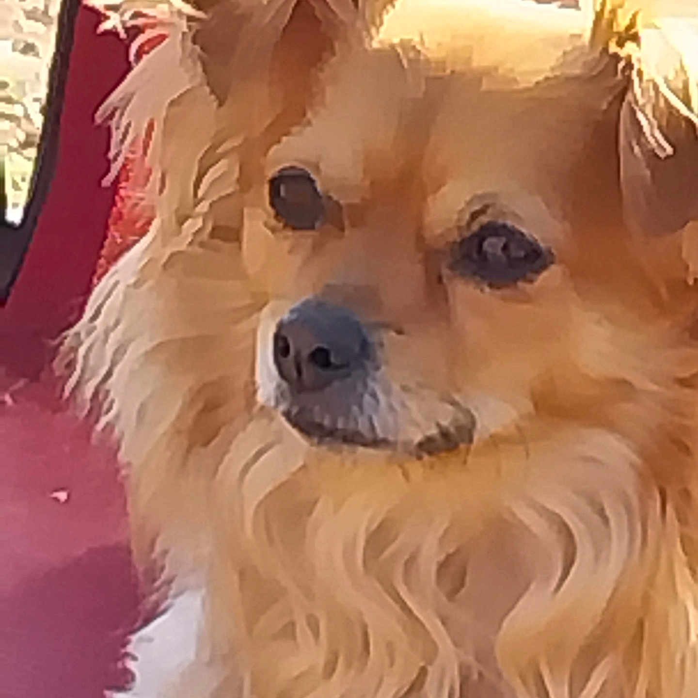 Rusty is registered to the contest to win money with this photo: animal, calm, canine, chair, companion, cute, dog, domestic_animal, ears, fluffy, fur, golden, long_hair, muzzle, nose, outdoor, pet, portrait, red_background, whiskers