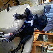 Moby a rejoint le concours — aidez-le/la à gagner de superbes lots ! automotive_design, automotive_exterior, bag, bed, bedding, carmine, comfort, couch, fish, fur, hood, inflatable, linens, machine, personal_protective_equipment, room, shark, tail, toy, wood