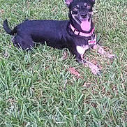 Suzy joined the competition — help win amazing prizes! dog, grass, outdoor, pet, canine, happy, tongue_out, collar, animal, ears, laying_down, nature, playful, summer, cute, friendly, smiling, fur, muzzle, tag