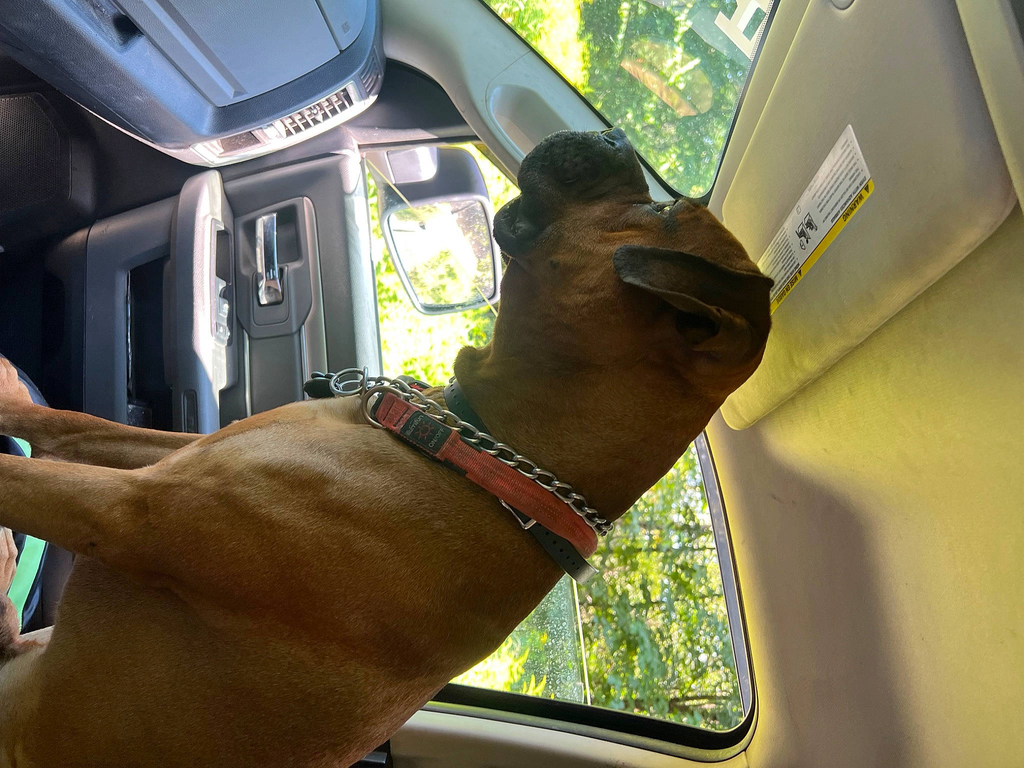 Ruckus is registered to the contest to win money with this photo: auto_part, automotive_mirror, car_seat, carnivore, companion_dog, dog, dog_breed, fawn, foot, gesture, head_restraint, motor_vehicle, snout, sporting_group, tints_and_shades, vehicle_door, window, windshield, working_animal, wrist