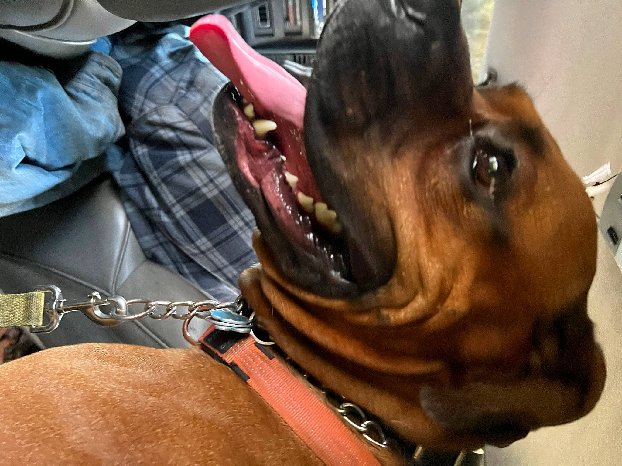 Ruckus joined the competition — help win amazing prizes! canidae, carnivore, collar, companion_dog, dog, dog_breed, dog_collar, dog_supply, fashion_accessory, fawn, guard_dog, leash, liver, pet_supply, snout, sporting_group, whiskers, working_animal, working_dog, wrinkle