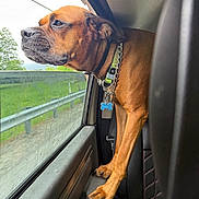 Ruckus joined the competition — help win amazing prizes! dog, brown_dog, car_interior, window, dog_collar, dog_tag, paws, road, greenery, side_view, pet, vehicle, travel, canine, seat, leather_seat, looking_out, daytime, nature, metal_rail