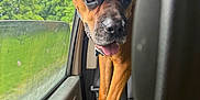 Ruckus is registered to the contest to win money with this photo: dog, brown_dog, car_interior, window, paws, door_handle, greenery, trees, animal, pet, canine, looking_outside, tongue_out, seat, leather_seat, daylight, close_up, curious, indoors, vehicle