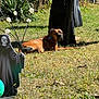 Ruckus is registered to the contest to win money with this photo: dog, brown_dog, grass, yard, outdoor, sunlight, halloween, decoration, grim_reaper, skull_lights, fence, chain, plant, leaf, shadow, pet, animal, relaxed, daytime, nature