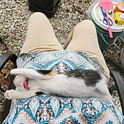 Muffin is registered to the contest to win money with this photo: kitten, cat, sleeping, stretching, lap, person, pants, shirt, patterned_clothing, outdoor, gravel, chair, relaxation, pink_collar, paw, feline, animal, casual, resting, cute