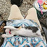 kitten, cat, sleeping, stretching, lap, person, pants, shirt, patterned_clothing, outdoor, gravel, chair, relaxation, pink_collar, paw, feline, animal, casual, resting, cute