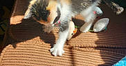 Muffin is registered to the contest to win money with this photo: animal, black, brown, calico, cat, couch, cozy, curious, fluffy, furniture, indoor, kitten, orange, pet, playful, shadow, small, sunlight, toy, white