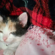 Muffin joined the competition — help win amazing prizes! animal, blanket, cat, colorful, cozy, cute, domestic_cat, feline, fur, indoor, kitten, orange, pet, pink, red, resting, sleepy, soft, warm, young