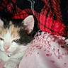animal, blanket, cat, colorful, cozy, cute, domestic_cat, feline, fur, indoor, kitten, orange, pet, pink, red, resting, sleepy, soft, warm, young