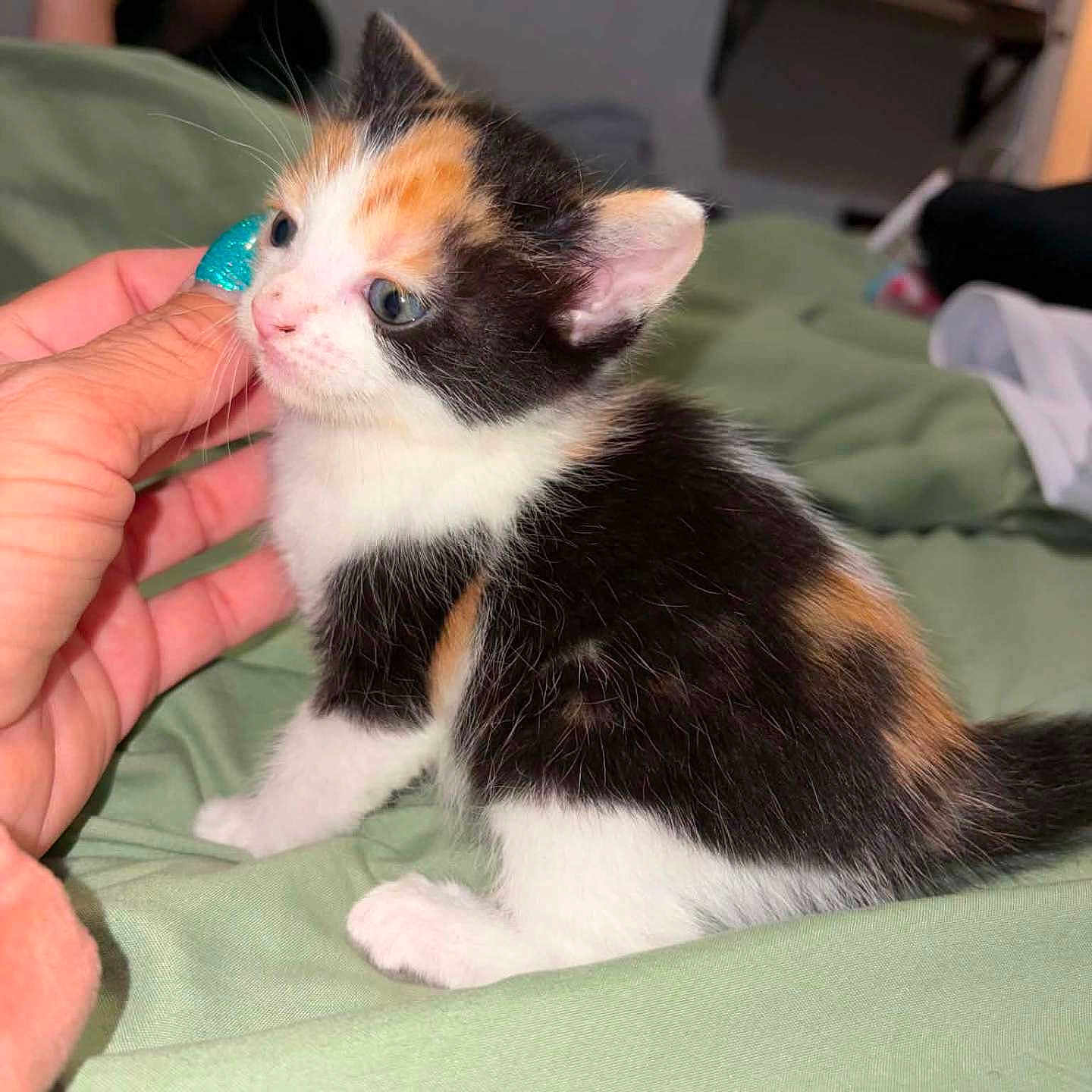 Muffin joined the competition — help win amazing prizes! kitten, calico, cat, hand, nail_polish, green_blanket, indoor, pet, young_animal, cute, feline, fur, small, person, holding, bedroom, domestic_animal, resting, animal, closeup