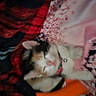 Muffin is registered to the contest to win money with this photo: animal, bedspread, bell, black, blurred, calico, cat, collar, cozy, cute, domestic, feline, indoor, orange, pet, pink, red, resting, sleeping, soft