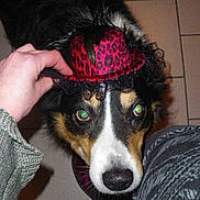 Athos a rejoint le concours — aidez-le/la à gagner de superbes lots !