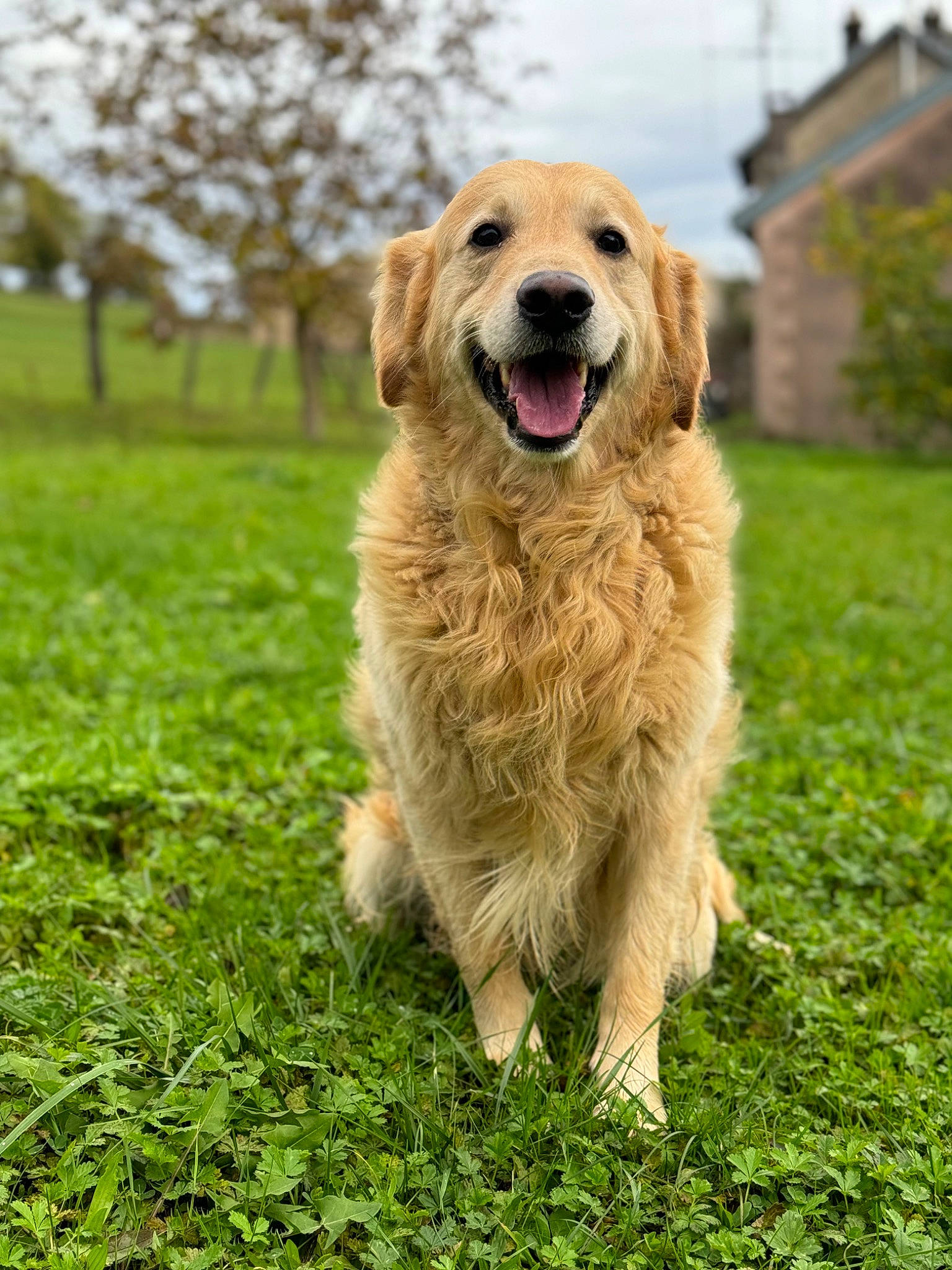 Poopy a rejoint le concours — aidez-le/la à gagner de superbes lots ! biting, canidae, carnivore, cloud, companion_dog, dog, dog_breed, golden_retriever, grass, grassland, gun_dog, labrador_retriever, plant, retriever, sky, snout, sporting_group, tree, working_dog